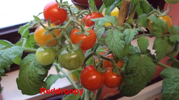 Red Robin_310510_1.JPG