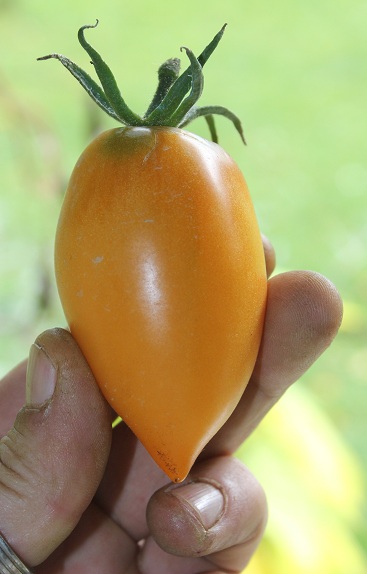 Orange banana 2809.JPG