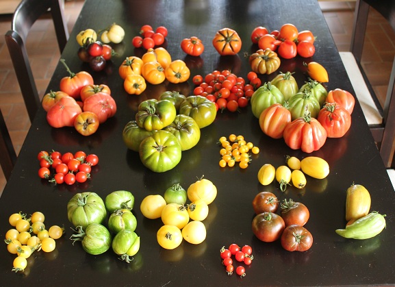 Tomates 22 var 2809.JPG