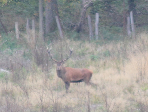 Cerf 2909.JPG