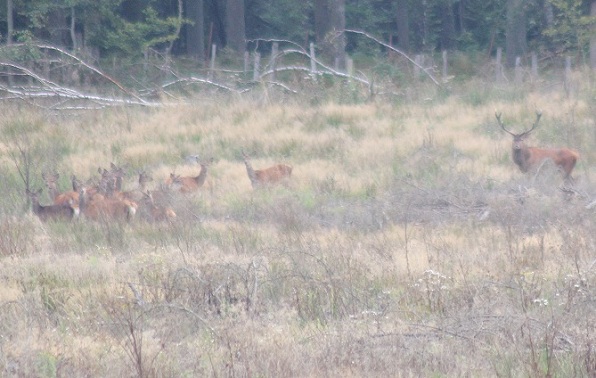 Cerf et biches 2909.JPG