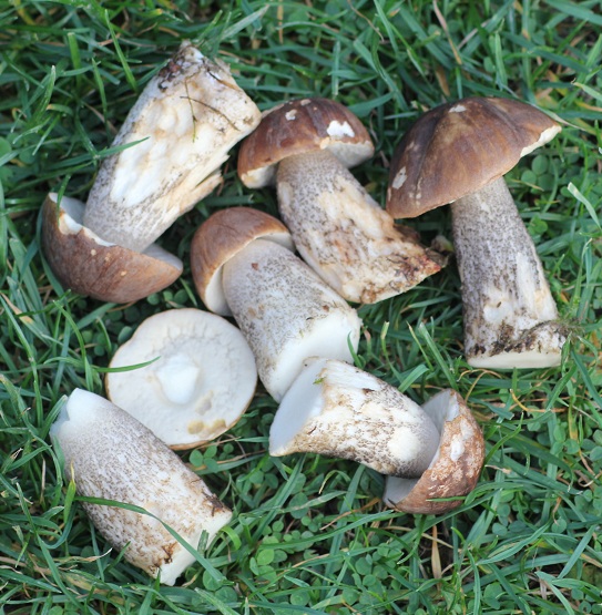 champijardin 015.JPG
