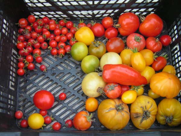 PICT0084.jpg