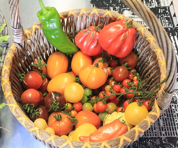 Récolte tomates 1310.JPG