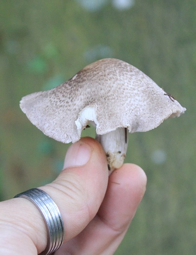 Tricholoma scalpturatum.JPG