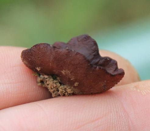 TRICHO 006.JPG