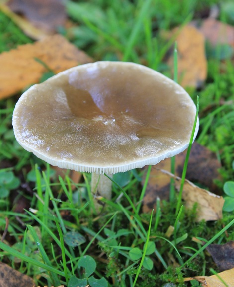 Collybie beurrée jardin 1510.JPG