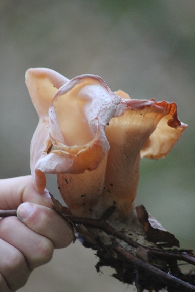 Tremiscus helvelloides 2.JPG