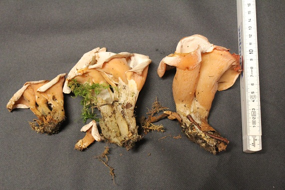 Tremiscus helvelloides.jpg