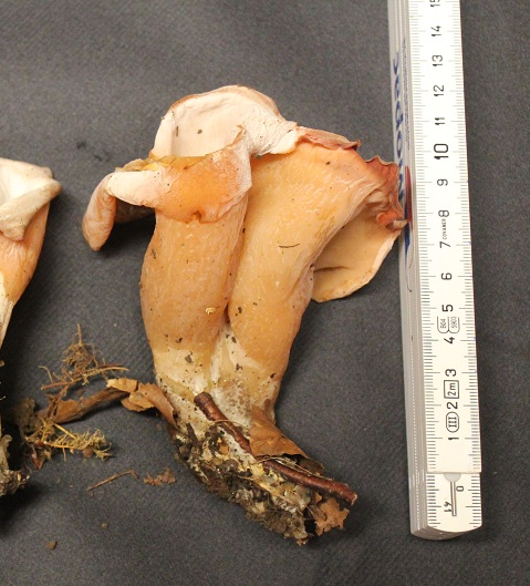 Tremiscus helvelloides plan.JPG