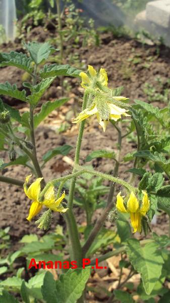 Ananas PL_040610_2.JPG