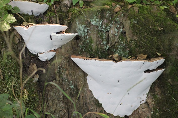 Ganoderme d'Europe.JPG