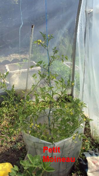 petit moineau_040610.JPG