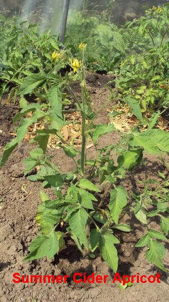 Summer cider apricot_040610_1.JPG