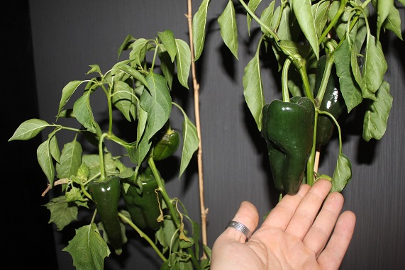 Chile poblano 3010.JPG