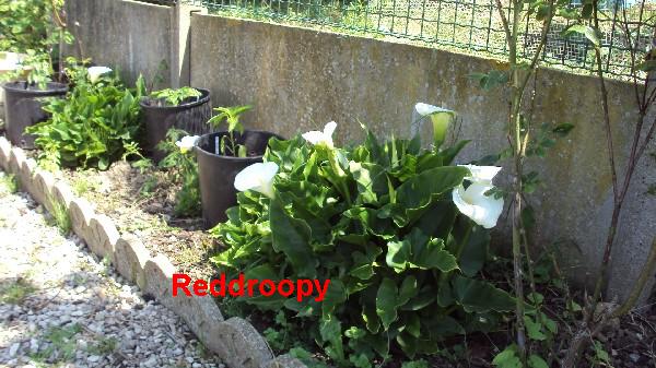 arums_040610.JPG
