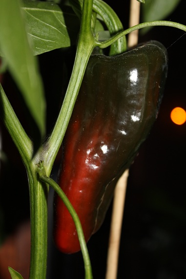 Chile poblano 0311.JPG