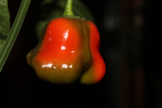 Sweet cambucci 0311.JPG