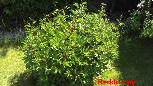 pivoine_040610.JPG