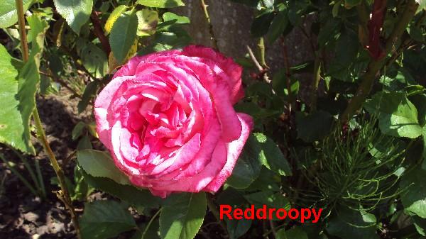 rose rose_040610.JPG