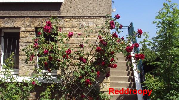 rosiers_façades_040610_1.JPG