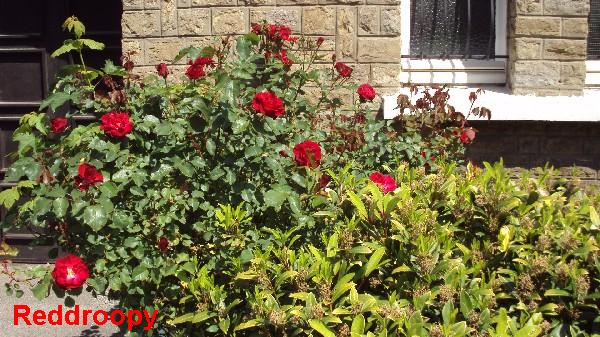 rosiers_façades_040610_2.JPG