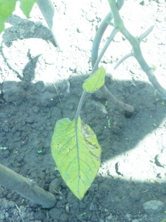tomate 1.JPG