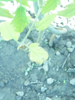 tomate 3.JPG