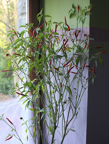 arbisseau 005.JPG