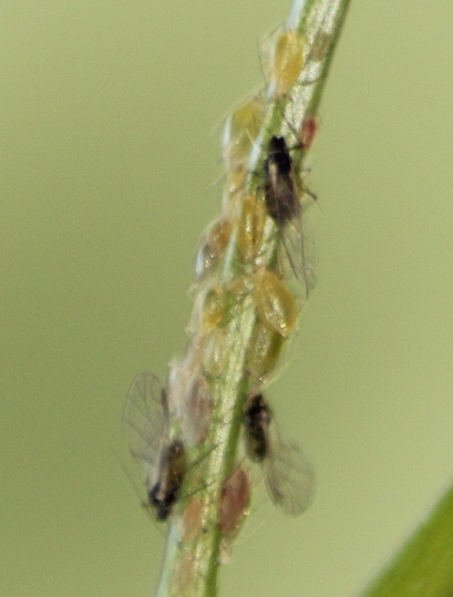 arbisseau 010.JPG