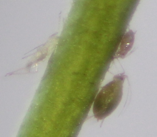 arbisseau 013.JPG