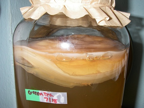 Kombucha Day 3.jpg