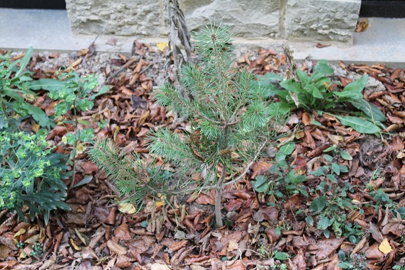 arbisseau 019.JPG