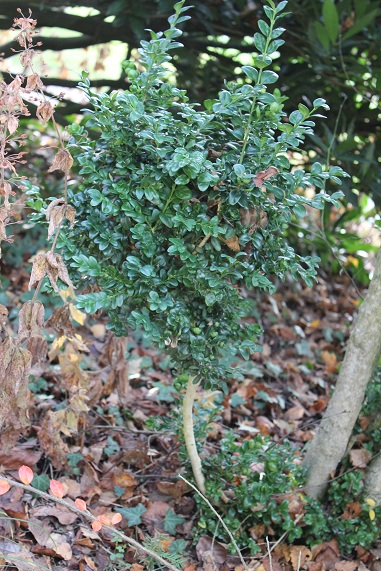 arbisseau 024.JPG