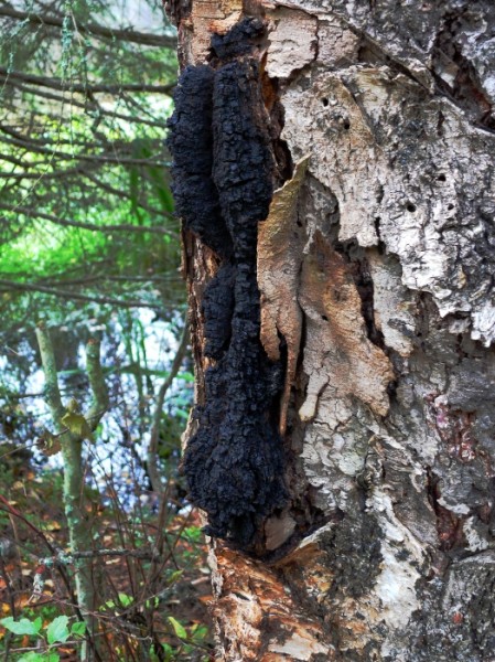Chaga.jpg