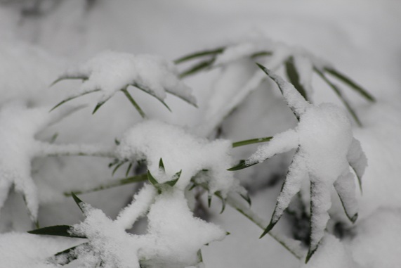 neige 043.JPG