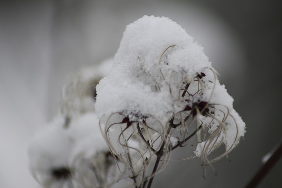 neige 052.JPG