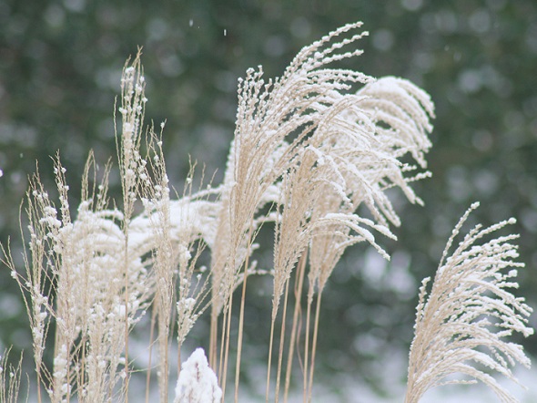 neige 012.JPG