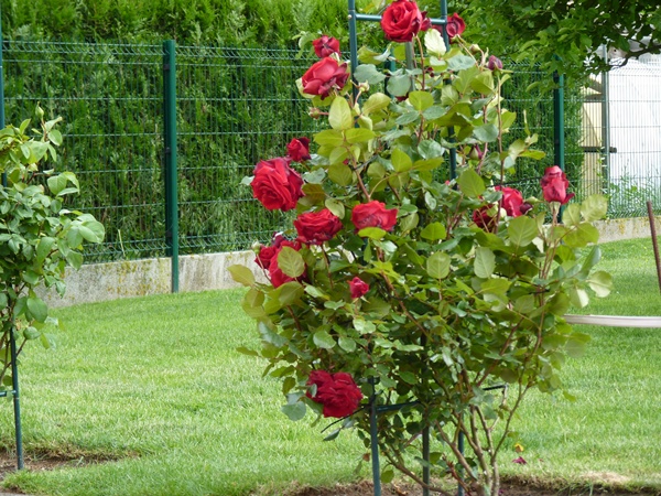 P1000692.JPG