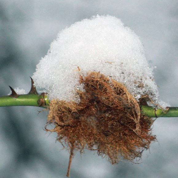 neige 017.JPG