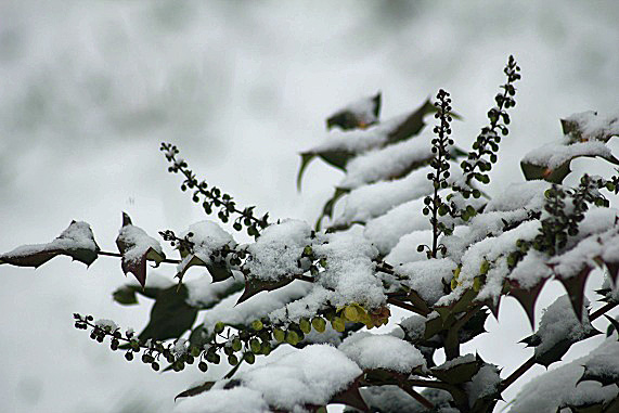 neige 033.JPG