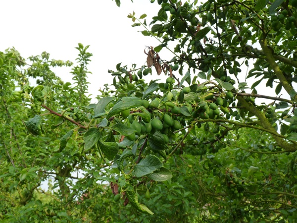 prunes
