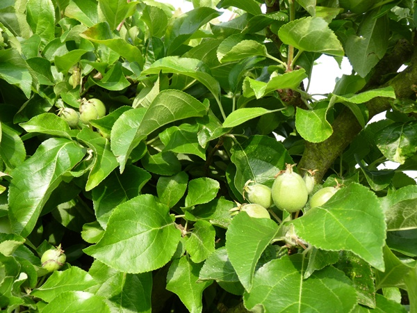 pommes
