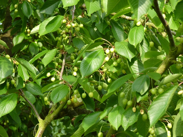 cerises