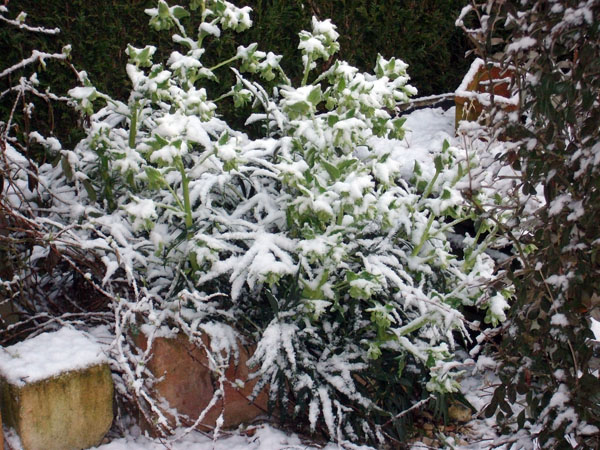 neige01.jpg