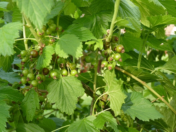 groseilles