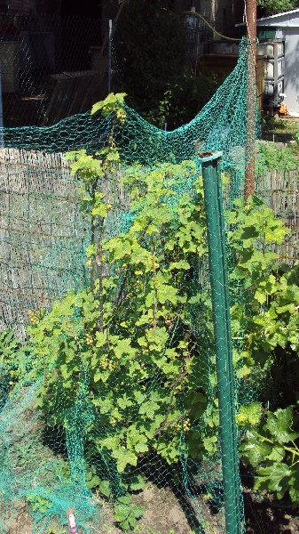 groseiller_040610.JPG