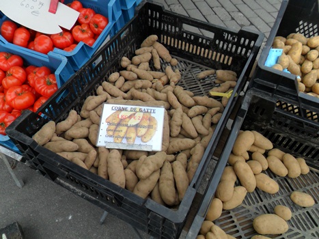 des krompires d'es cornes de gattes de FLORENVILLE