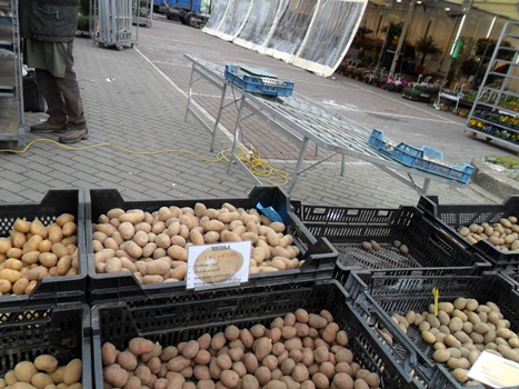 encore des crompires, hâtives, mi, tardives