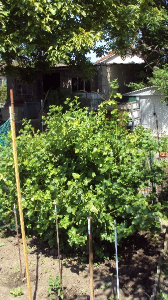 groseiller à maquereau_040610.JPG